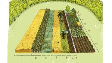 „Der globale Acker“ stellt dar, wieviel Ackerfläche für jede und jeden zur Verfügung steht. Illustration: © Annika Huskamp