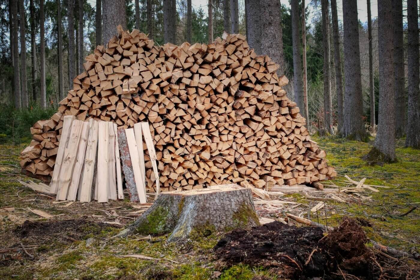 In einem Wald liegt ein großer Stapel mit frisch geschlagenen Holzscheiten. Im Vordergrund ist ein Baumstumpf zu sehen.