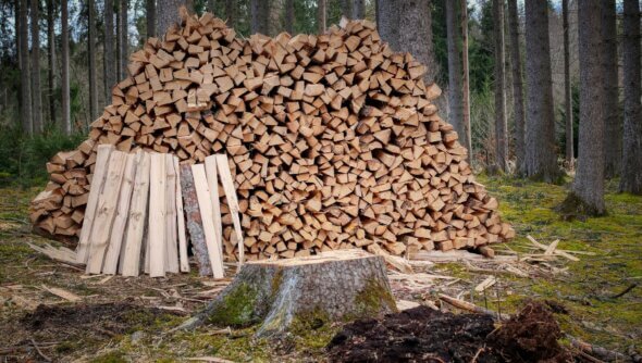 In einem Wald liegt ein großer Stapel mit frisch geschlagenen Holzscheiten. Im Vordergrund ist ein Baumstumpf zu sehen.