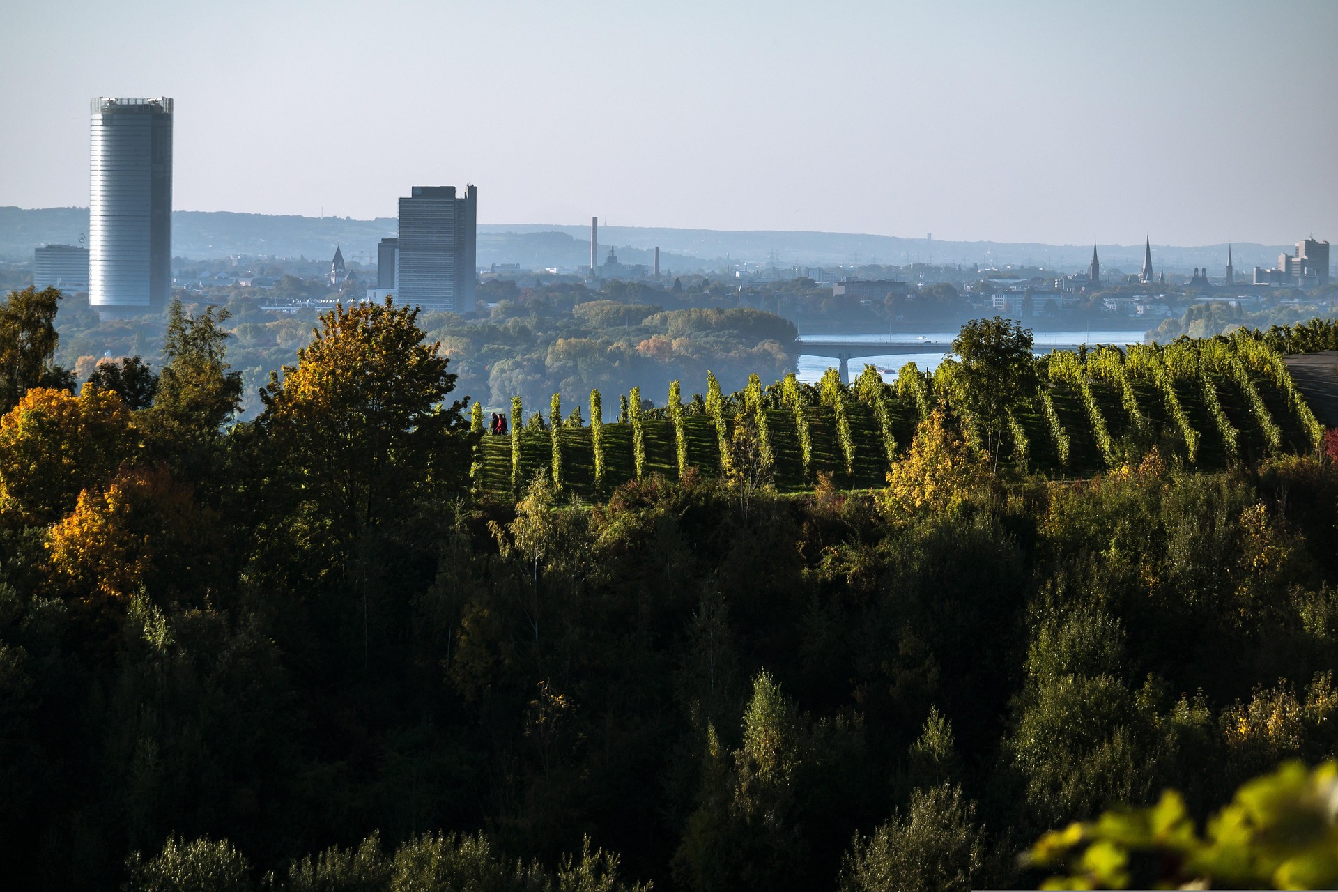Auf dem Foto sieht man einen grünen Weinberg. Im Hintergrund Hochhäuser und Kirchen der Stadt Bonn und den Rhein.