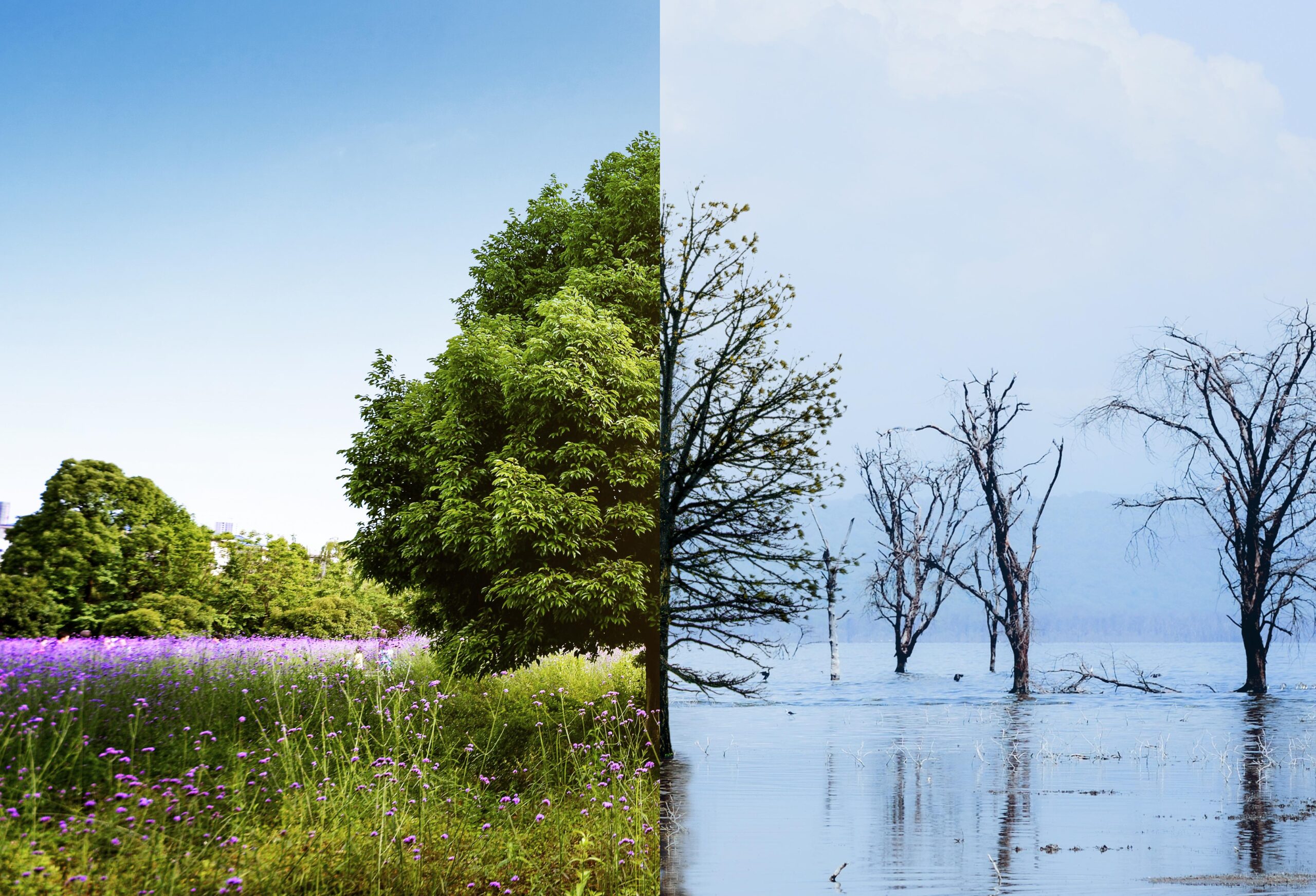 Eine zusammengesetzte Collage: Links ein halber Baum mit dichten, grünen Blättern auf einer blühenden Sommerwiese, im Hintergrund weitere grüne Bäume. Rechts die andere Hälfte des Baumes ohne Blätter in einer kalten Wasserlandschaft mit abgestorbenen Bäumen.